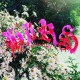 HIRS COLLECTIVE-WE'RE STILL HERE -COLOURED- (LP)
