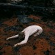 HANNAH FRANCES-KEEPER OF THE SHEPHERD (CD)