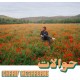CHARIF MEGARBANE-HAWALAT (CD)