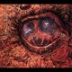 SHARDIK-CRUELTY BACCHANAL (CD)