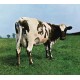PINK FLOYD-ATOM HEART MOTHER (CD)
