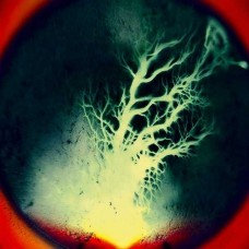 TZESNE-RECEPTORES (CD)