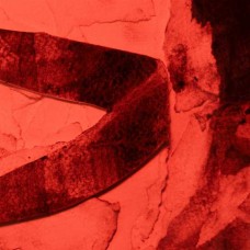 LOTUS MATTER-IN LIMBO PT. 1 (CD)
