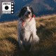 S8JFOU-DOGNIP (CD)