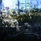 PANOPTICON-...AND AGAIN INTO THE LIGHT (CD)