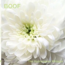 BOOF-HYDRANGEAS WHISPER (CD)