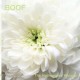 BOOF-HYDRANGEAS WHISPER (2LP)