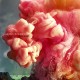 MUTINY ON THE BOUNTY-DIGITAL TROPICS (CD)