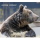 MERZBOW-WILDWOOD (CD)
