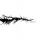 LOWEST-DIVIDED (LP)